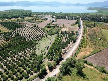 Köyceğiz De Göle Yakın Müstakil Tapulu 2 650 M2 Narenciye Bahçe Satılık Veya Takas Olur