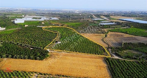 Satılık 28.700 M2 Krediye Uygun Yetişkin Narenciye Bahçesi