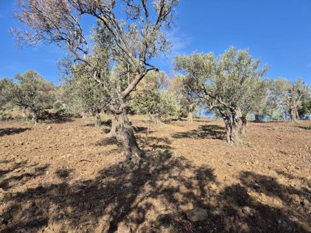 Ali Türk Gayrimenkulden Gömeç Karaağaçta Satılık Zeytinlik