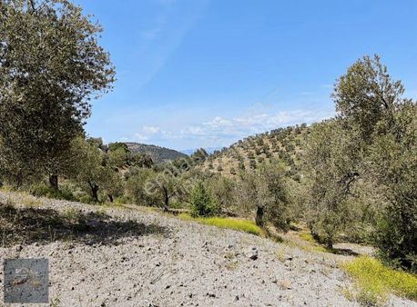 Ali Türk Gayrimenkulden Satılık Fırsat Zeytinlik