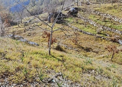 Alanya Mahmutseydi Yol Kenarı 524 M2 Satılık Tarla