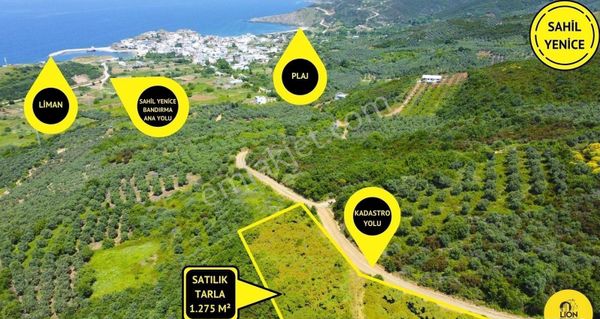 🟨⚫bandırma Sahil Yenice'de Köye Yakın Fırsat Satılık 1.275m² Tarla🟨⚫