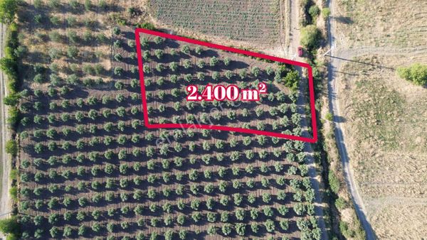 Aliağa Güzelhisar Çıtak Yolu Üzerinde Satılık Zeytinlik