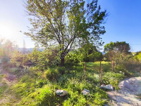 Antalya Ana Yola Yakın Limon Zeytin Ağaçları Olan 1830 M2 Tarla