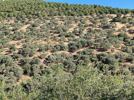 Yetişkin Verimli Zeytinlik 3,500 M2