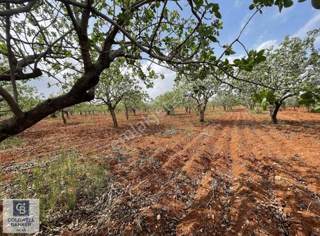 Coldwell Banker'den Mustakil Tek Tapu İçinde Ev Olan Fıstıklık