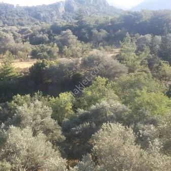 Startkey Pelit Datça Sındı'da Satılık Yatırımlık Tarla