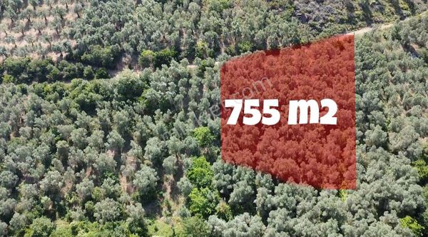 Bursa Orhangazi Çakırlı Köyünde Yola Cephe Göl Manzaralı Zeytinl