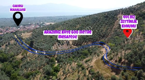 Bursa Orhangazi Çakırlı Köyünde Göl Manzaralı Köye Yakın Zeytinl