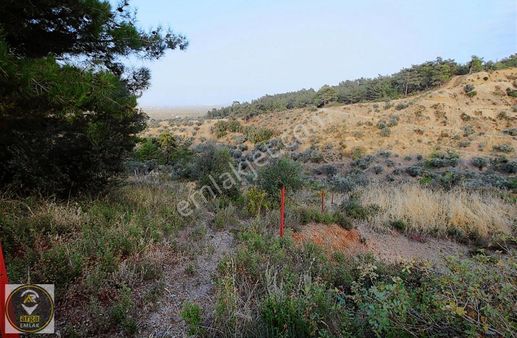 Arga'dan K.paşa Ören 75.yıl Cumhuriyet Mh. 1888m2 Satılık Tarla