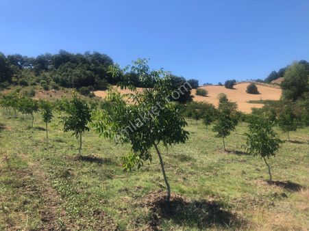 Bursa İnegöl Maden'de Satılık 10.780 M² Ceviz Bahçesi 🌳