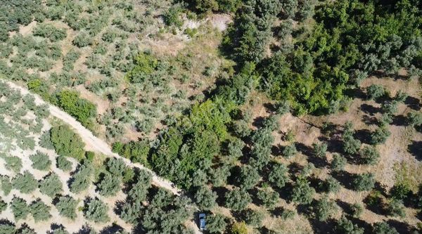 Bursa İznik Göllüce Köyünde Ulaşımı Kolay Göl Manzaralı Zeytinlk