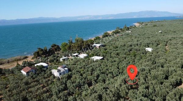 Bursa İznik Mustafalı Köyünde Göle Yakın Ulaşımı Kolay Zeytinlik