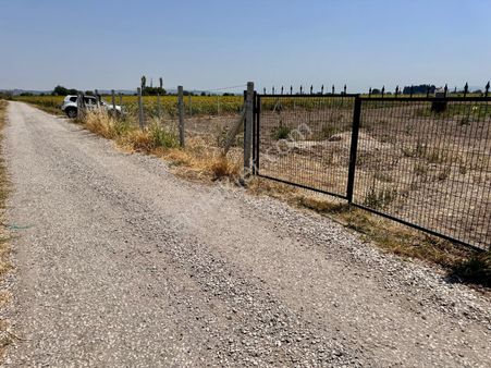 Manisa Tepecik De 1.900 M2 Zeytinlik , Asfalta Sıfır