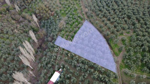 Köyün Dibinde Bu Fıyata Başka Yok!!!bursa Orhangazi Karsak Köyünde Satılık Manzaralı Zeytinlik
