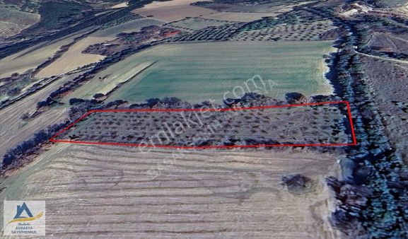 Lapseki Umurbey'de Yola Cepheli 4.339 M2 Satılık Ayva Bahçesi