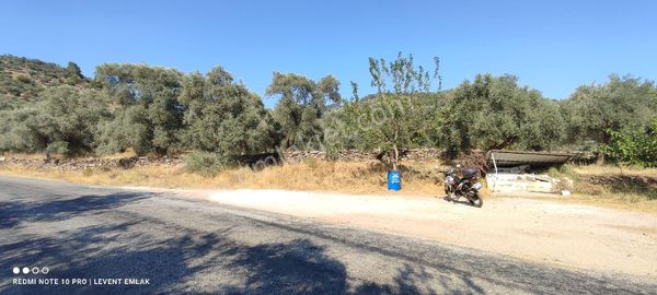 Milas Selimiye Kandak'ta Köy Asfaltına Cepheli Satılık Arazi