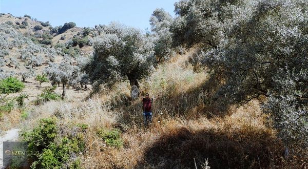 Gözen Emlak Güvencesiyle 2590 M2 Tek Tapu Zeytinliklik