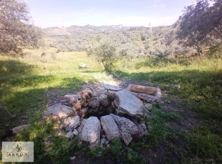 Akkuş Emlak'tan Su Kuyusu Olan Zeytinlik