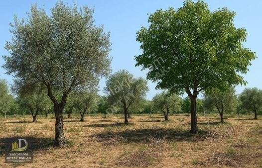 Detay Emlaktan Bandırma Aksakal Mah . 328m2 Satılık Bağ