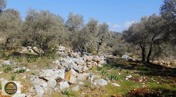 Aydoğan Emlak'tan Kaş'ta Satılık 5.000 M2 Tarla - Rızai Taksimli