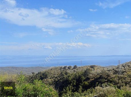 Tamer'den Adatepe Başı Köyünde Deniz Mazaralı Satılık Zeytinlik