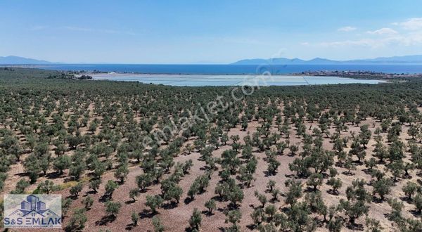 S&s Emlak'dan Küçükköy Karluca Mevkiinde 10.800 M2 Zeytinlik