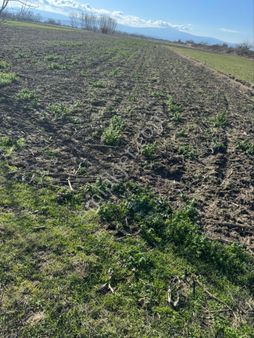Mustafakemalpaşa Da Derekadı Mahallesi İmar Sınırınfa Tarla Köy Dibi Çiftlik Olur