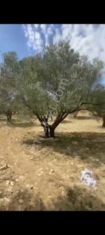 Kırkağaç Karakurt'da 3740 M2 Zeytinlik