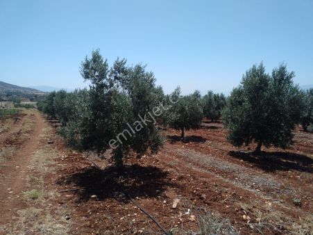 Manisa Kemaliye Satılık Zeytinlik