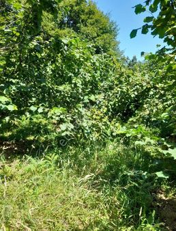 Kandıra Fındık Bahçesi Şile Ağva Yoluna Ve Sanayiye Yakın Fırsat