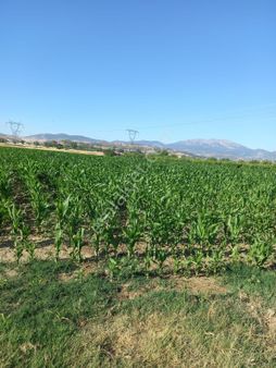 Amasya Suluova Uzunoba Köyü 1850 M2 Satılık Müstakil Tapulu Arazi