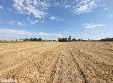 Tekirdağ Hayrabolu Dambaslar Mahallesinde Satılık 19.000m2 Tarla