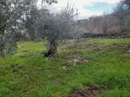 Karacasu-büyük Dağlı (subaşı Mevkisi) Satılık Bahçe