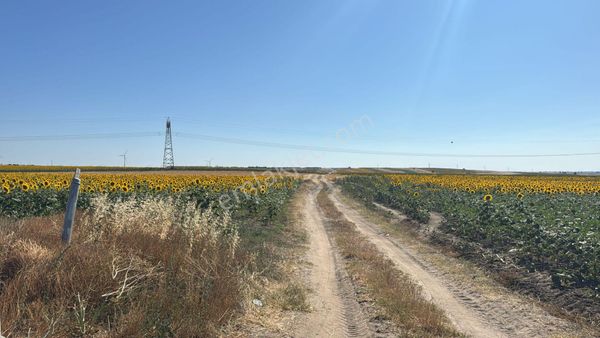 Tekirdağ Ergene Ulaşta Kadastro Yola Cephe Yatırmlık Tarla