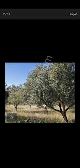 Muğla Milas Sarıkaya Mevkide 15.377m2 Zeytinlik