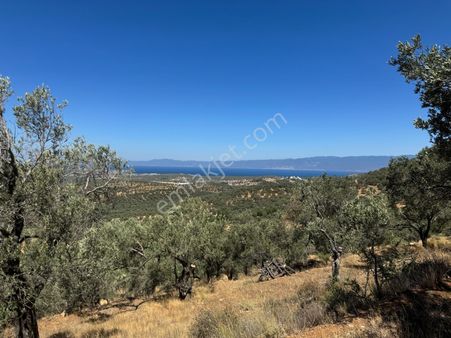 Gömeç Kemalpaşa'da Panoramık Denız Manzaralı 11.688 M2 Satılık Zeytınlık