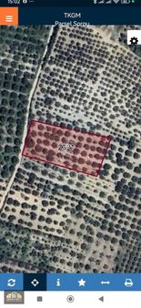 Ballıca Mh. 5150 M2. Satılık Zeytinlik