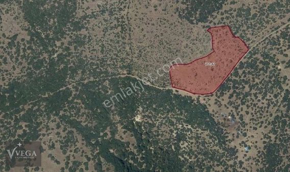Balıkesir Havran Küçükşapçıda 14,955 M2 Tarla Kadastral Yolu Var