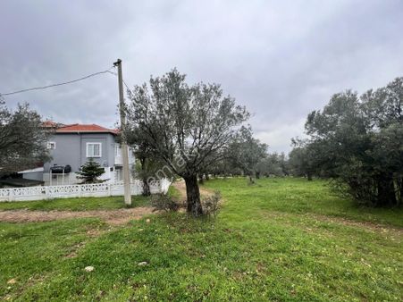 Balıkesir Ayvalık Ta Satılık 6,564 Metre Kare Zeytinlik.imara Bitişik