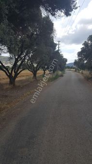 Rose Emlak'tan Satılık Yola Sıfır Zeytinlik Kupon Arazi