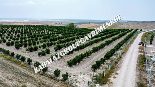 Adana Yumurtalık Tahiriye'de 42,541m² Tek Tapu Mandalina Bahçesi ( 27 )