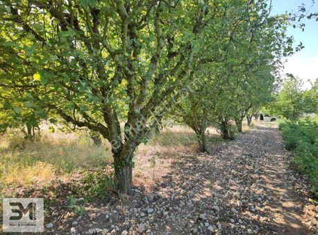 Geyveye 5 Dk Umurbey Asfalta Sıfır Karışık Meyve Bahçesi 2818 M