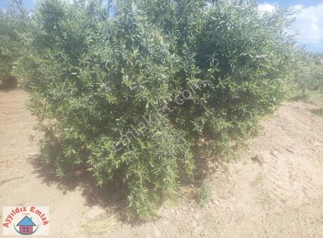 Kızlaralanı Mahallesinde Zeytinlik