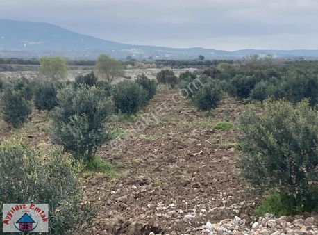 Yeniceköy De Su Deliği Mevkii 13 Dönüm Zeytinlik