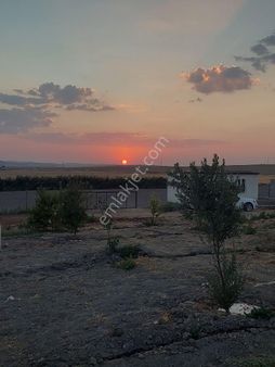 Nf Emlaktan Satılık Tarla Meyve Ağaçları Resmi Yolu Ve Suyu Mevcut