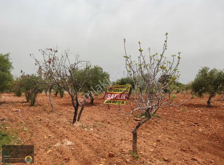 Akbulut Da İmara Yakın 4 Dönüm Arazi!