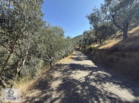 Ersan Özdemir İnşaattan Ortaobada Muhteşem Manzaralı Zeytinlik