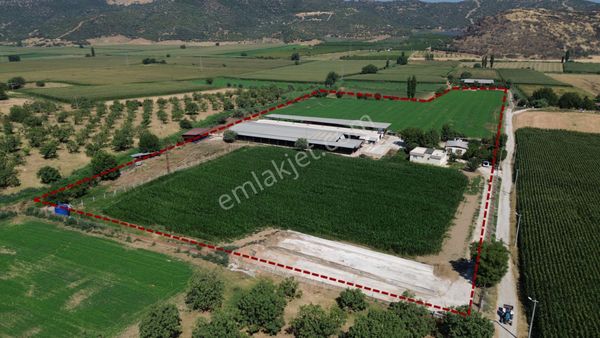 İzmir Tire Çayırlı Mahallesinde Satılık Ruhsatlı Büyükbaş Hayvan Çiftliği