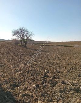 Adakent Emlakdan Adana Sariçam Akkuyu Köyünde İmara Girecek Tarlamiz Satlik Tir